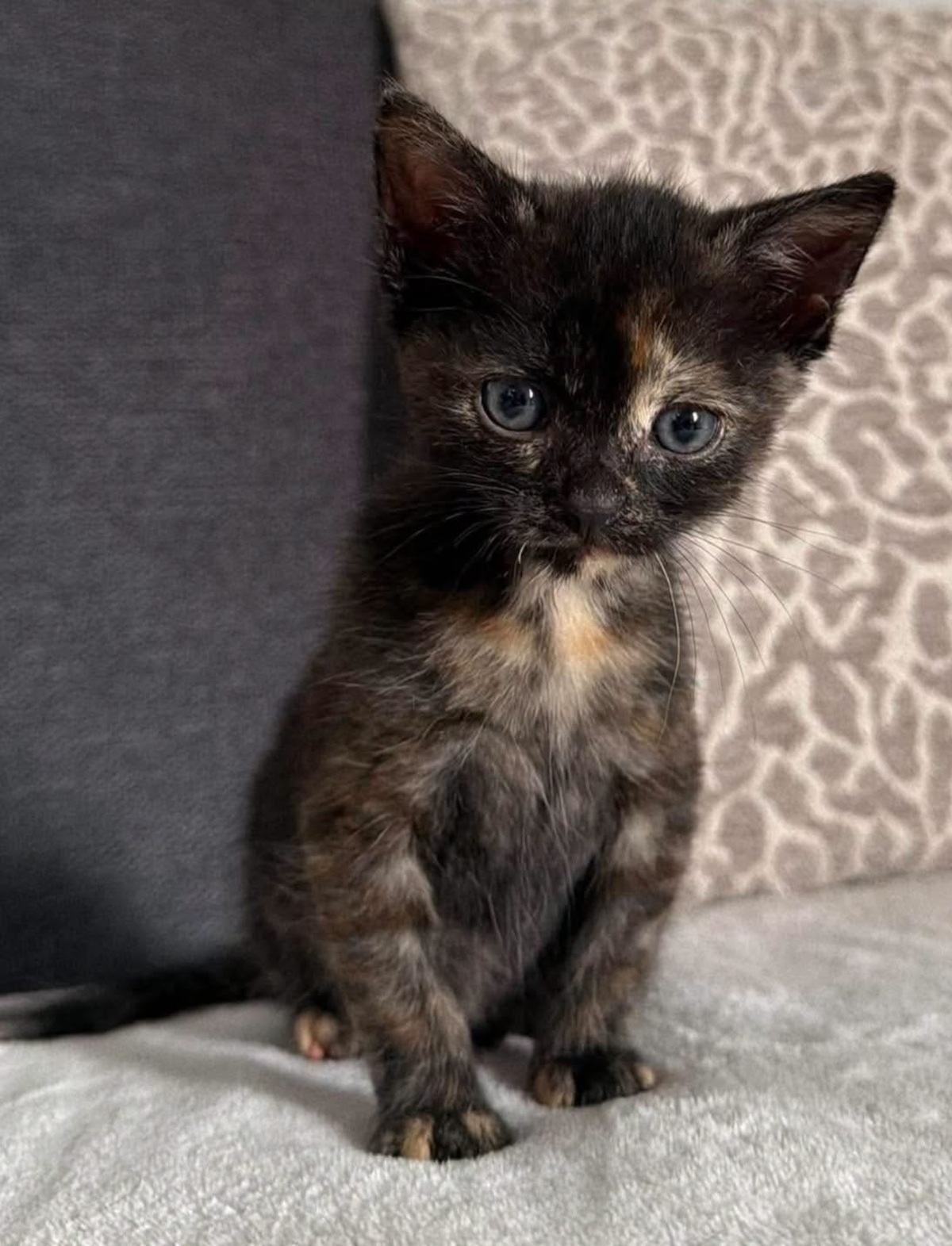 Adoption Bonnemine 