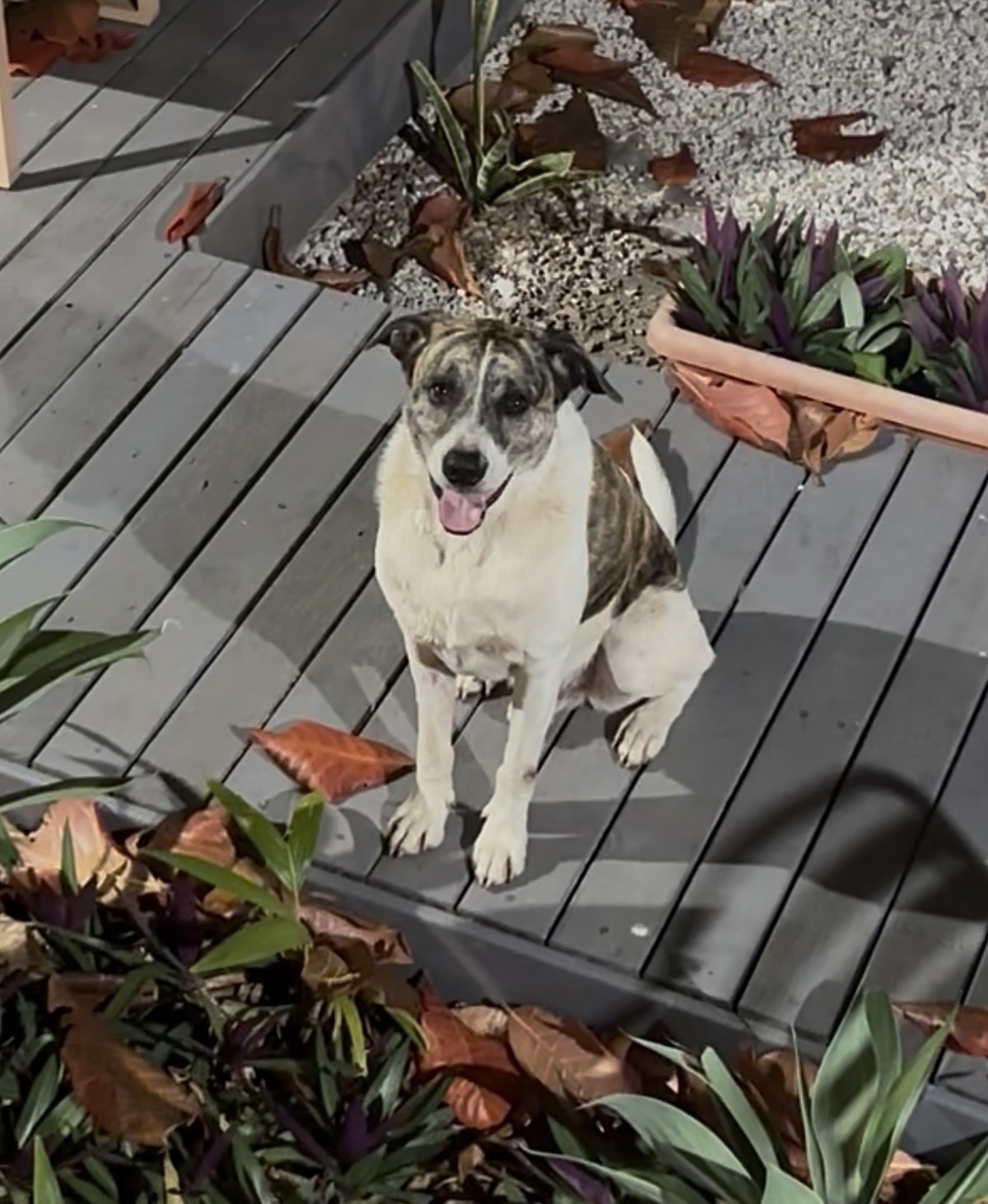 Adoption Macao