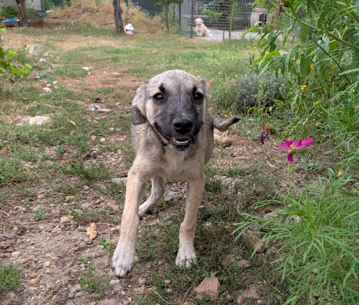Adoption Andrie