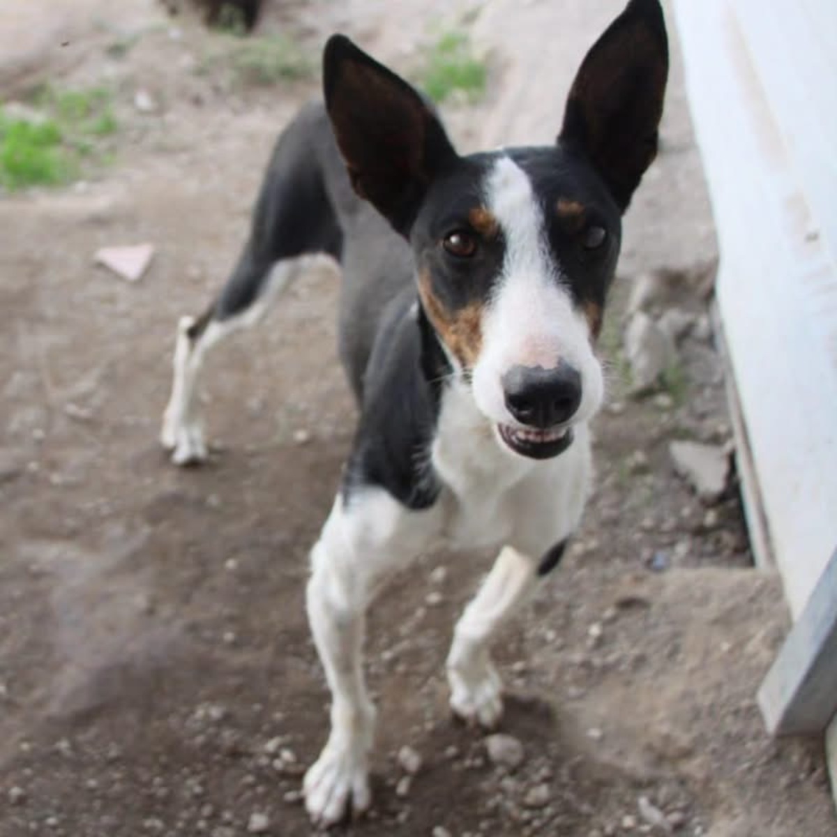 Adoption Miki