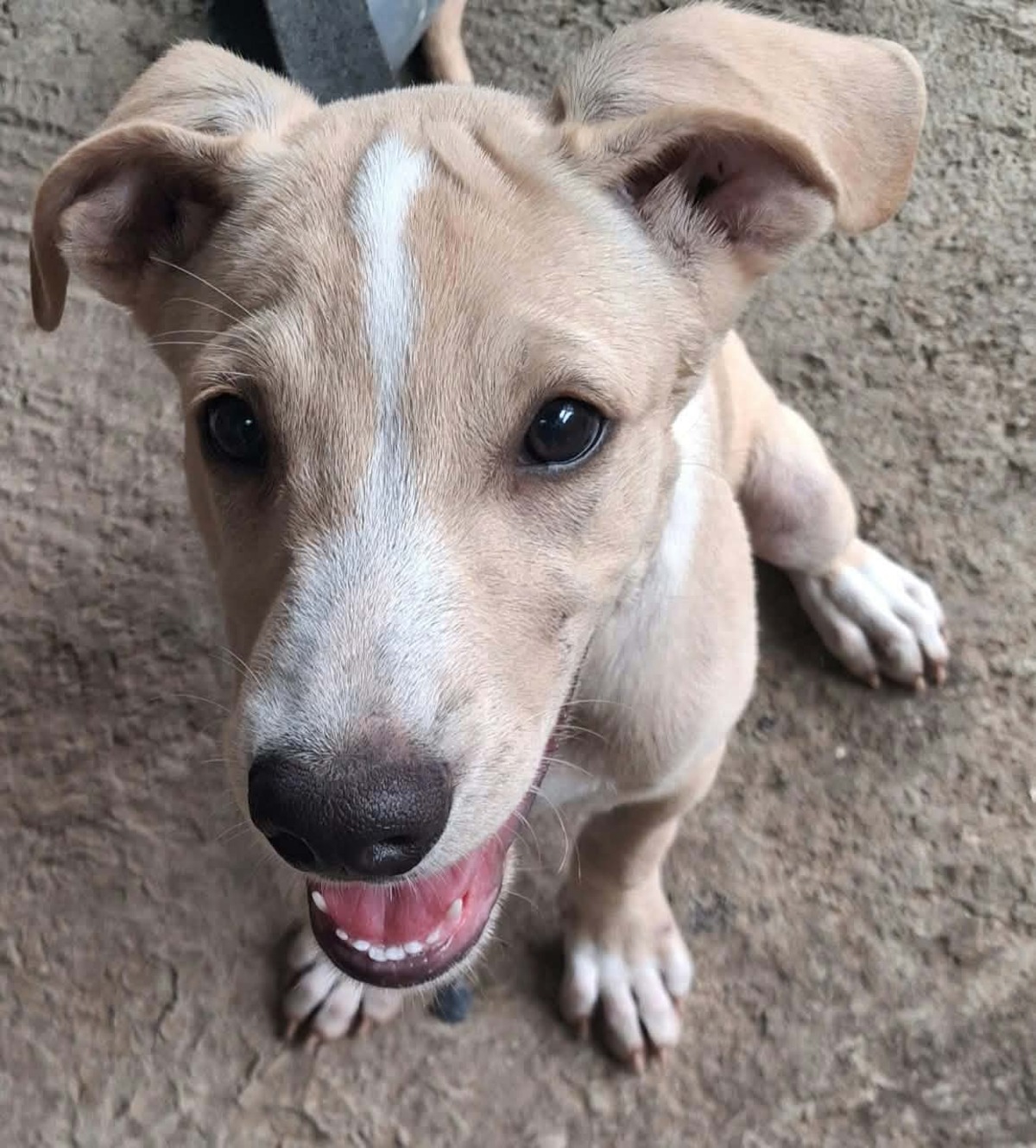 Adoption Biscuit