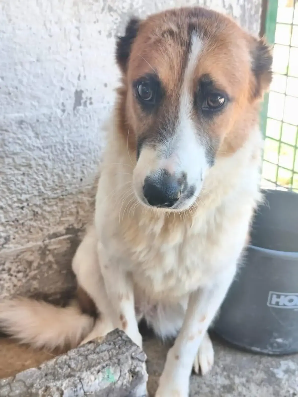 Adoption Lutti
