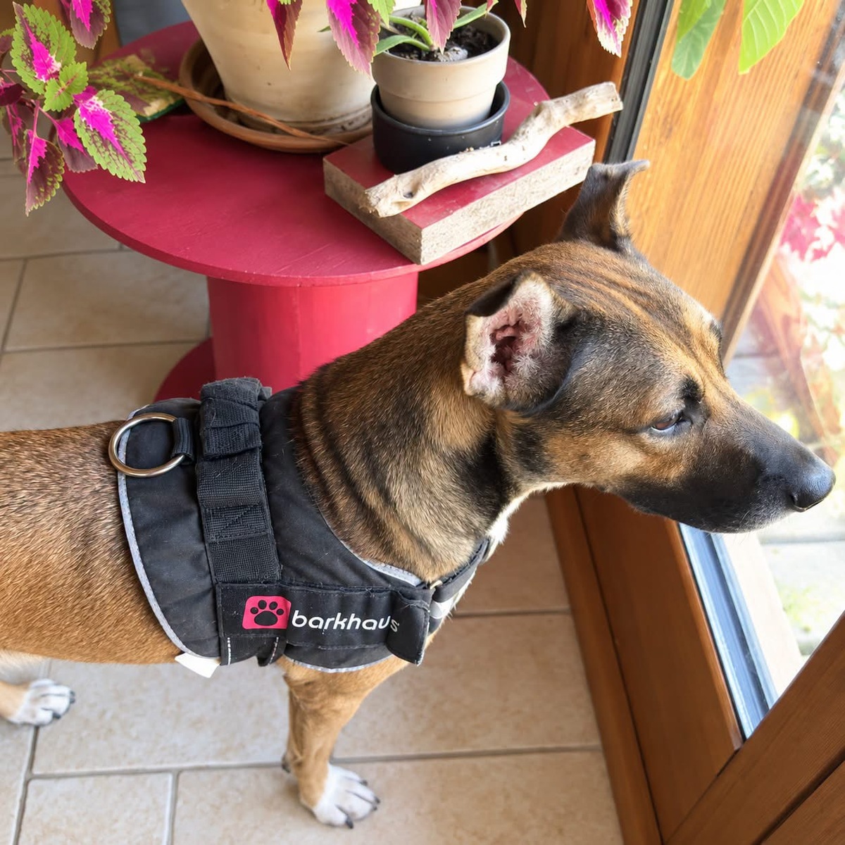 Adoption Mia