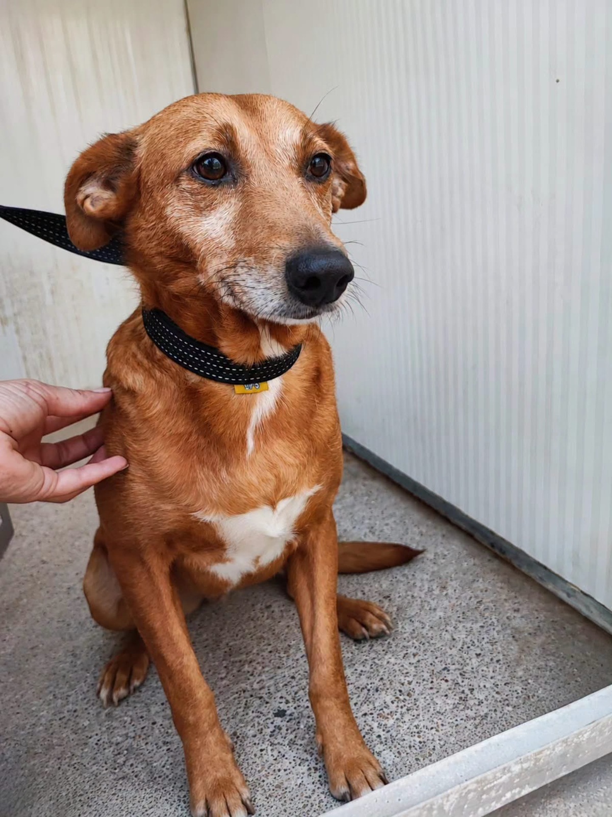 Adoption Benny