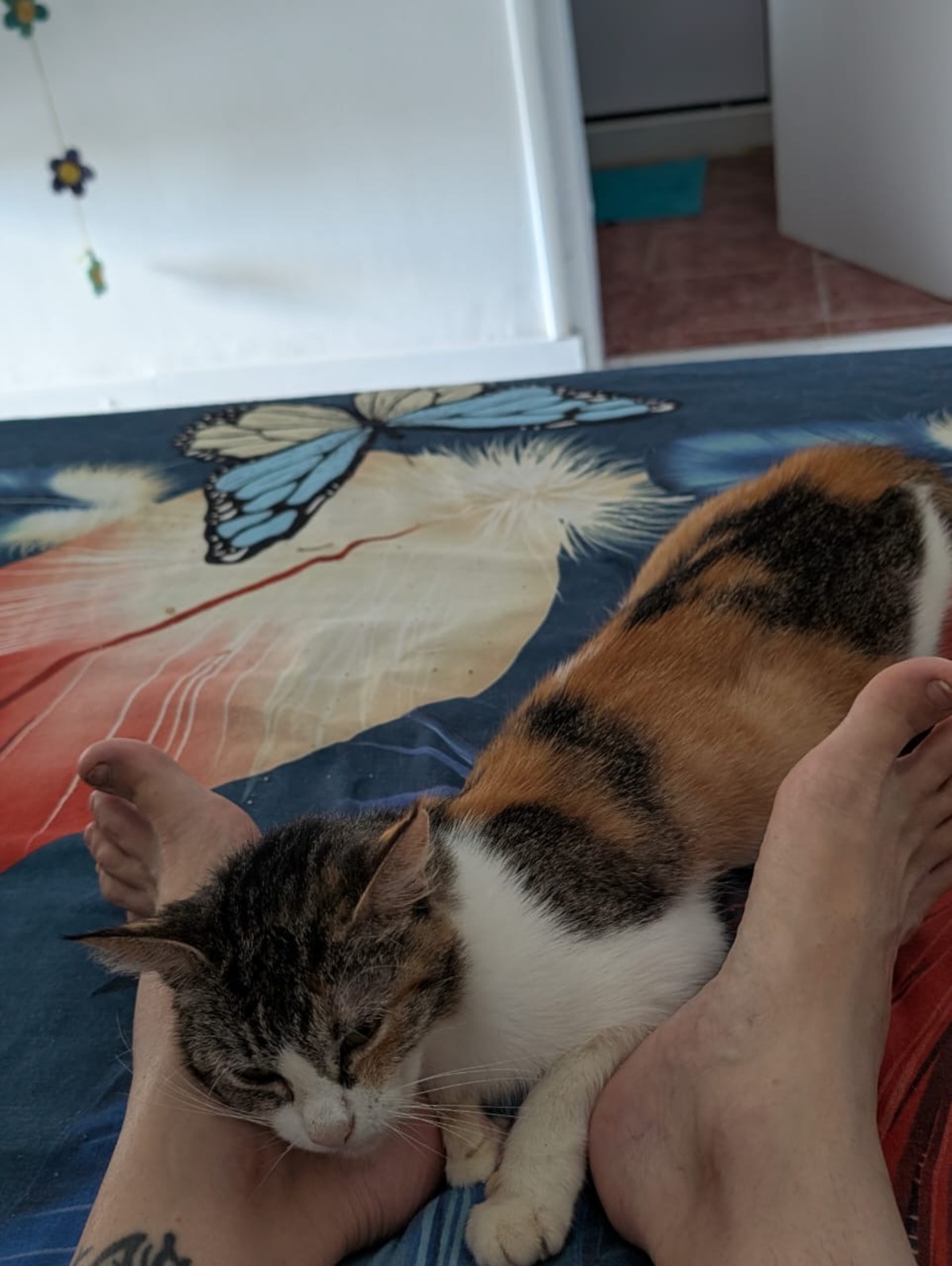 Adoption Pinky
