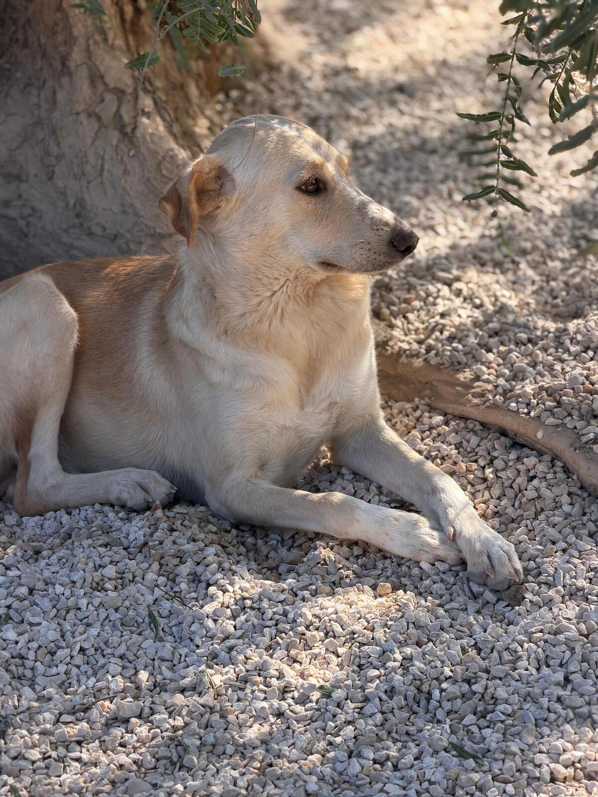 Adoption Iris