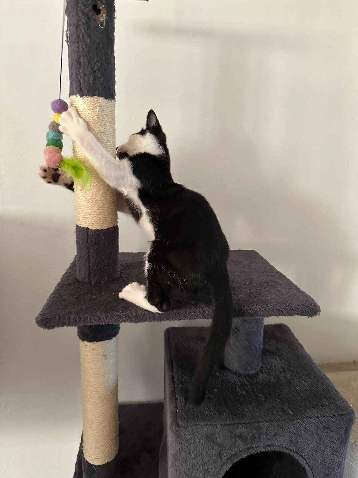 Adoption Axis