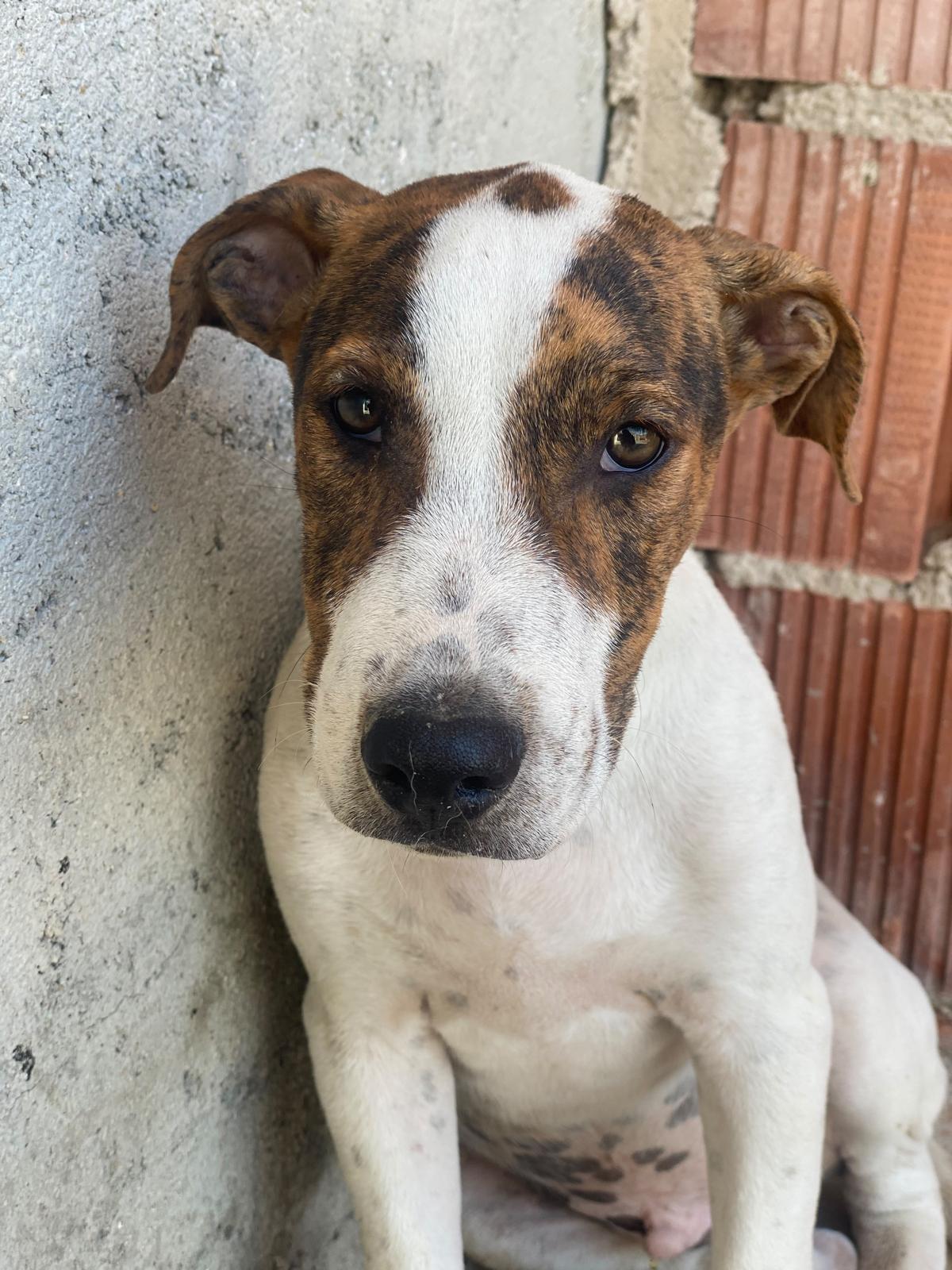 Adoption Jacinto