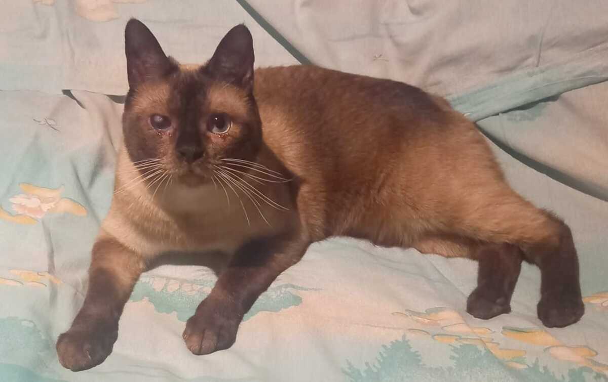 Adoption Boris
