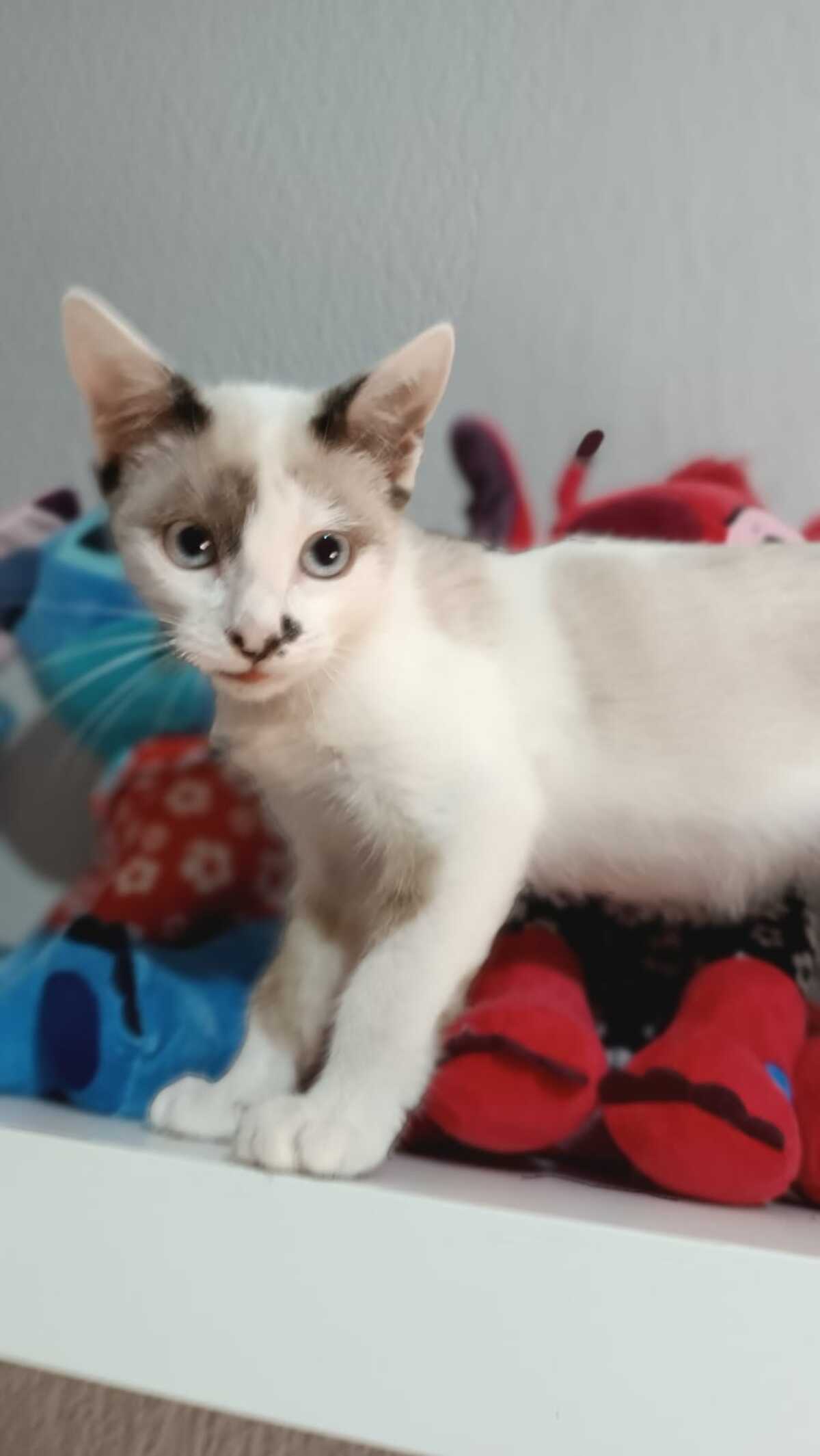 Adoption Dastin