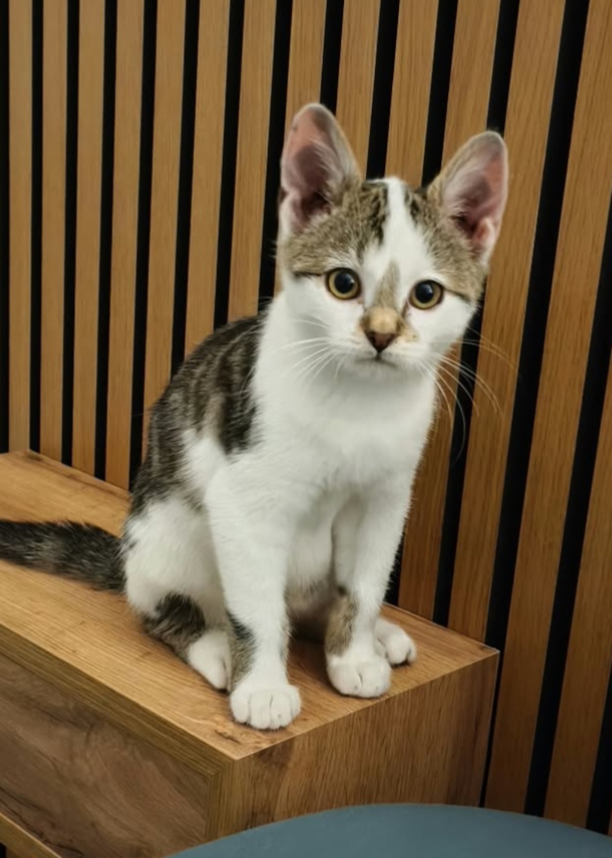Adoption Bilbao 