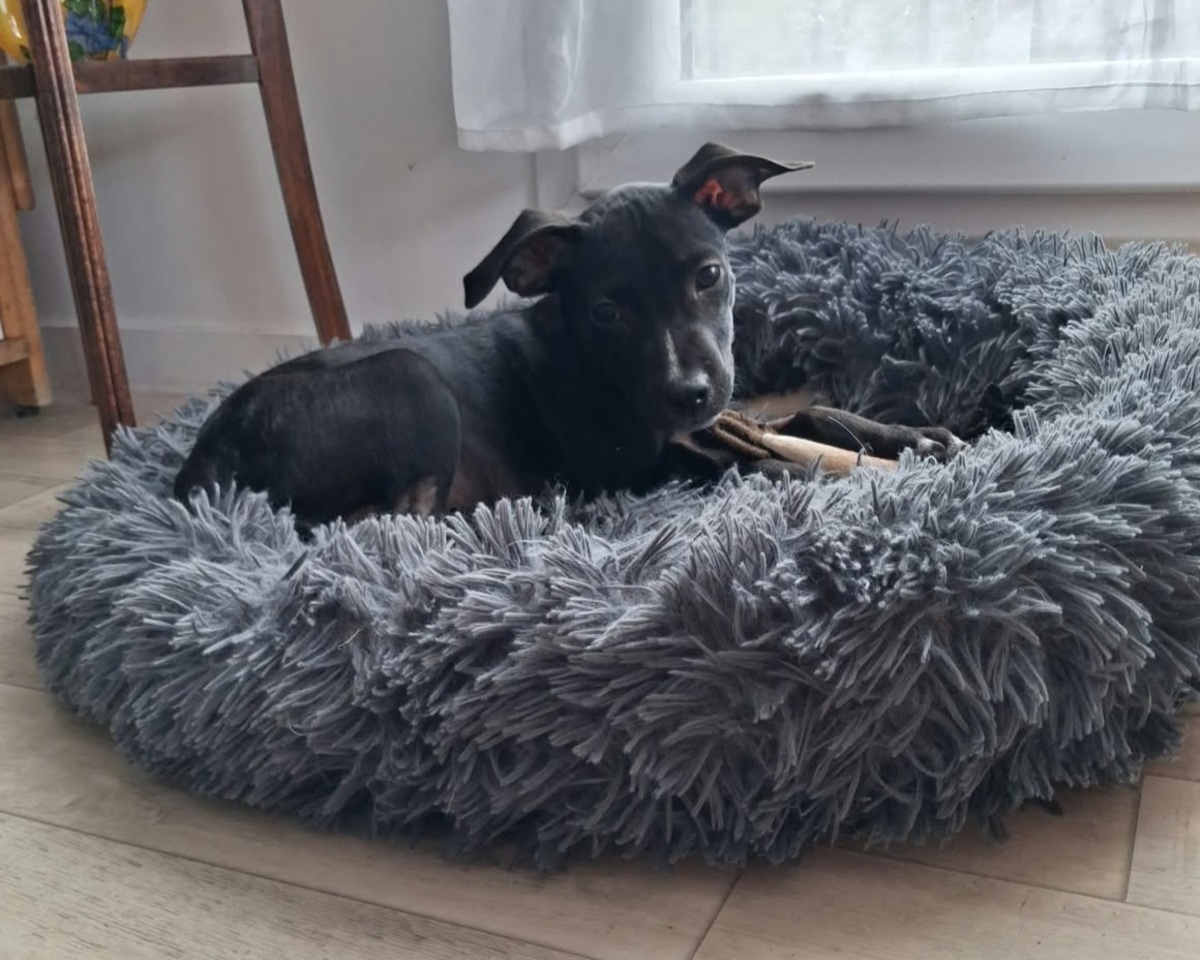 Adoption Nyx