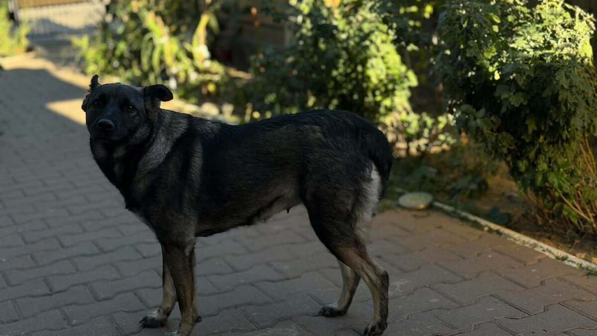 Adoption Zorya