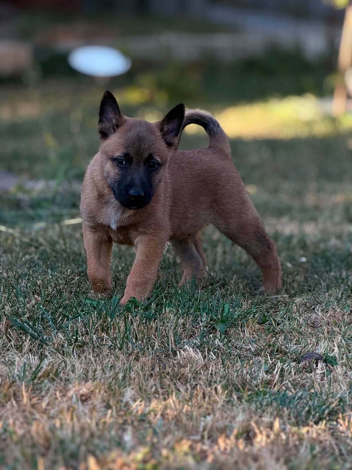 Adoption Speculoos