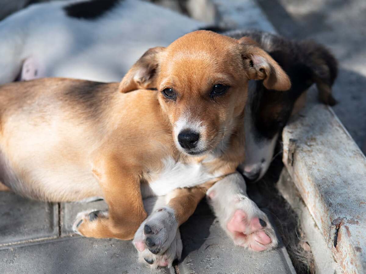 Adoption Inarie