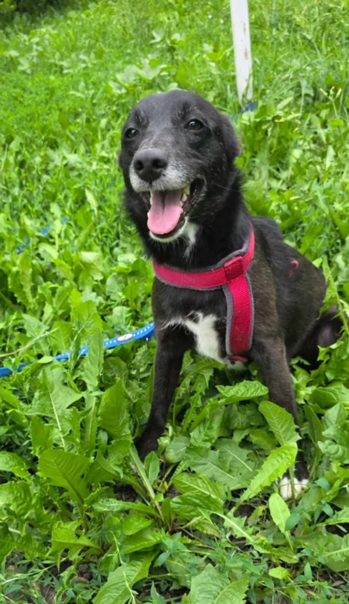Adoption Nuca