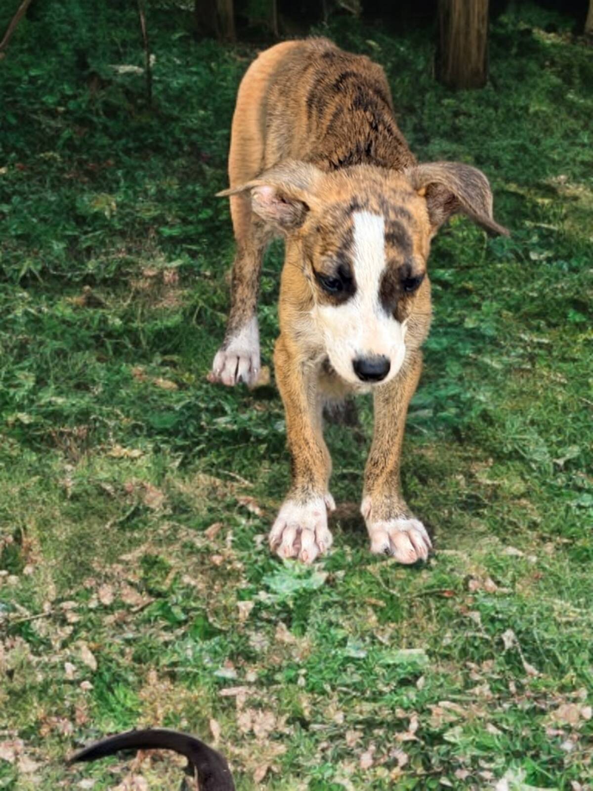 Adoption Yara