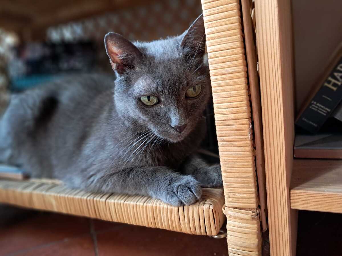 Adoption Grisou