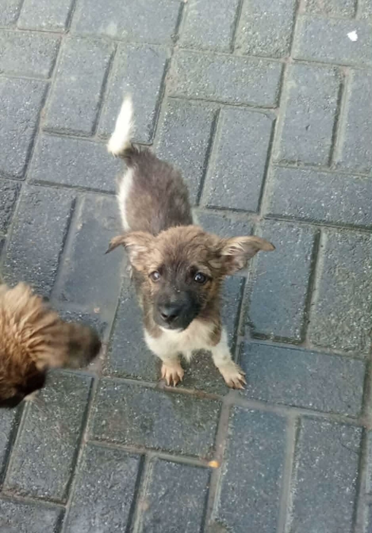 Adoption Bazil