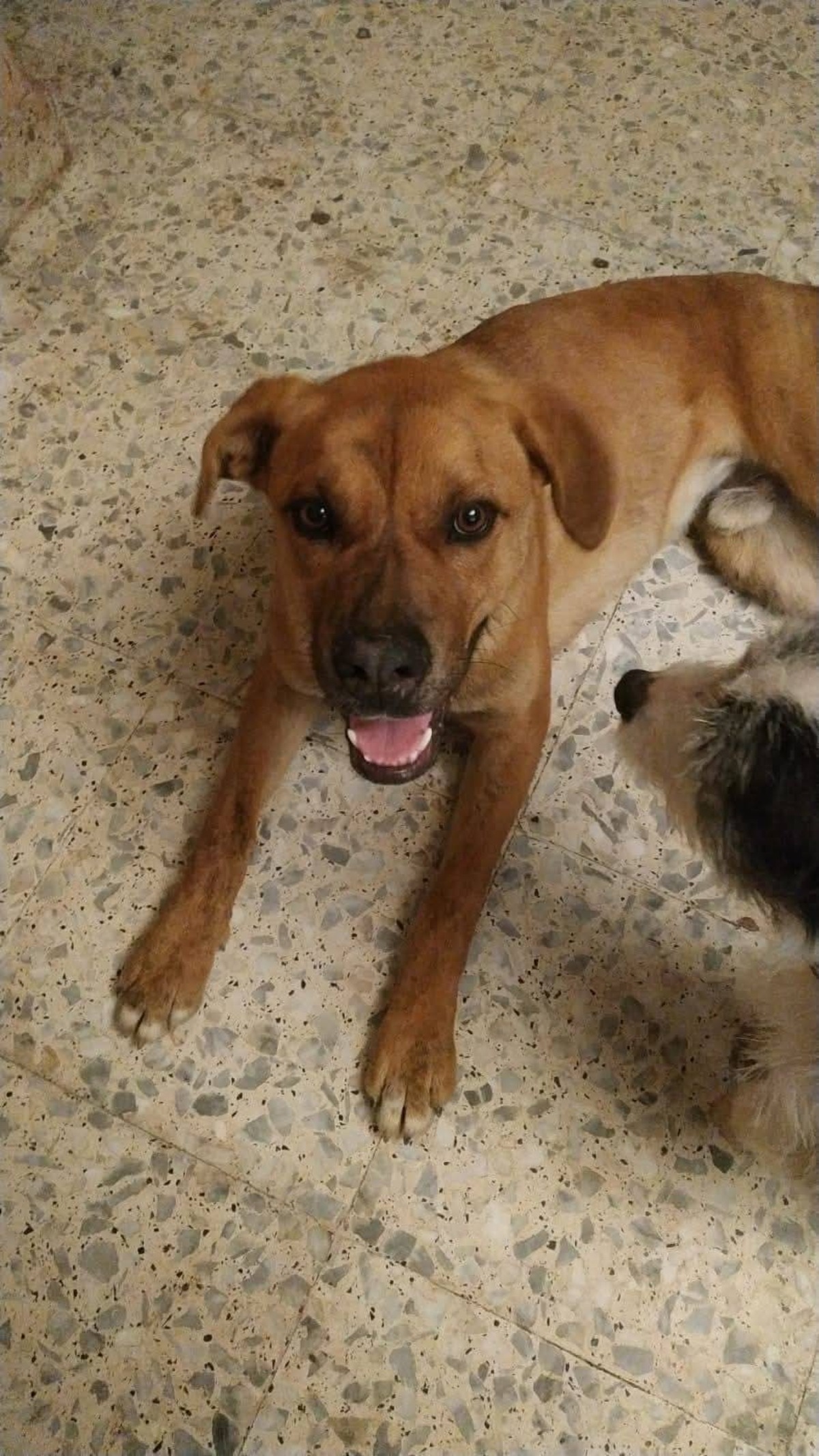 Adoption Brownie
