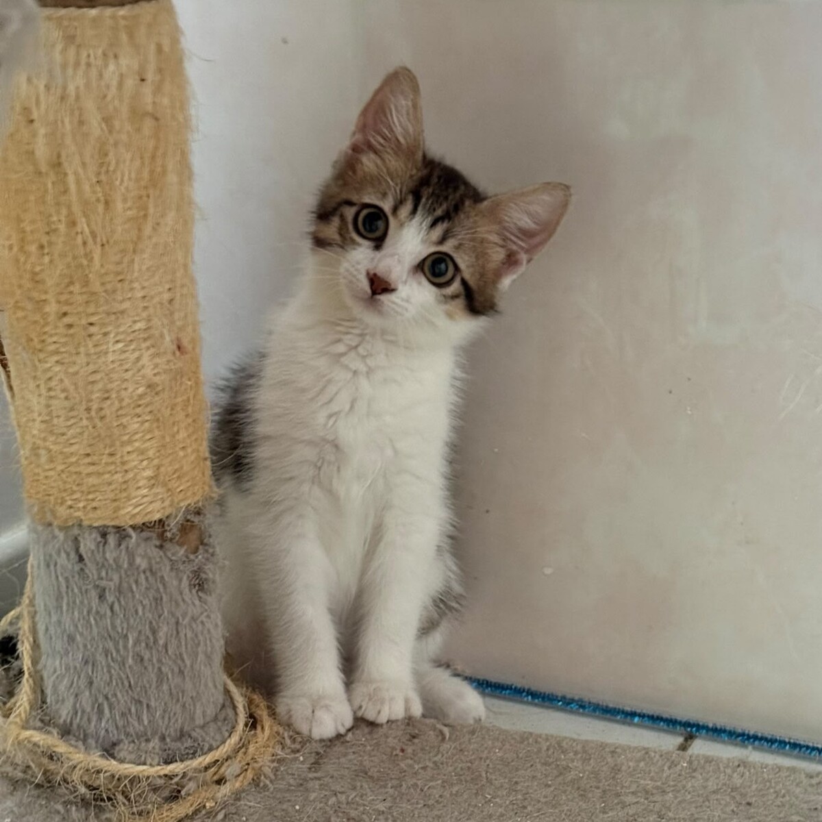 Adoption Tosca
