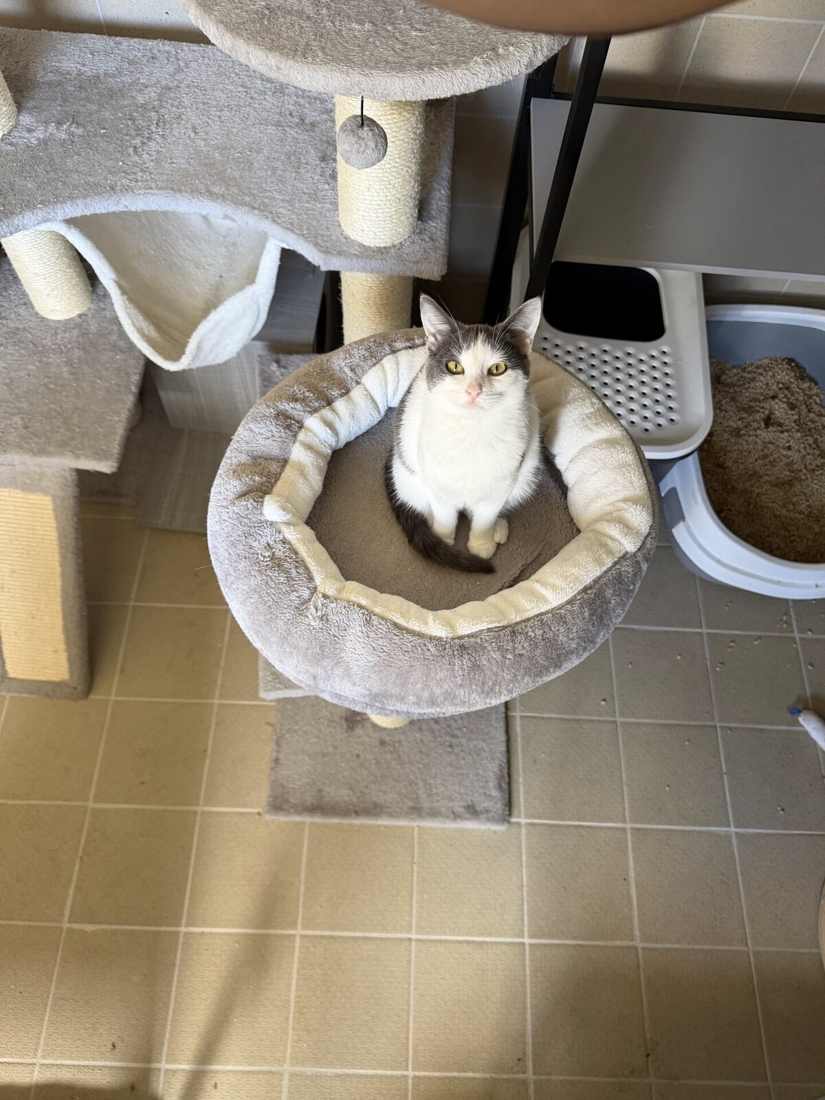 Adoption Buffy