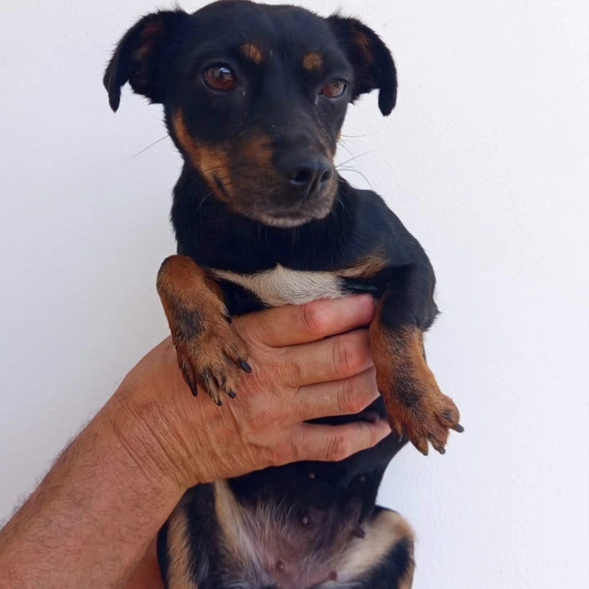 Adoption Zara