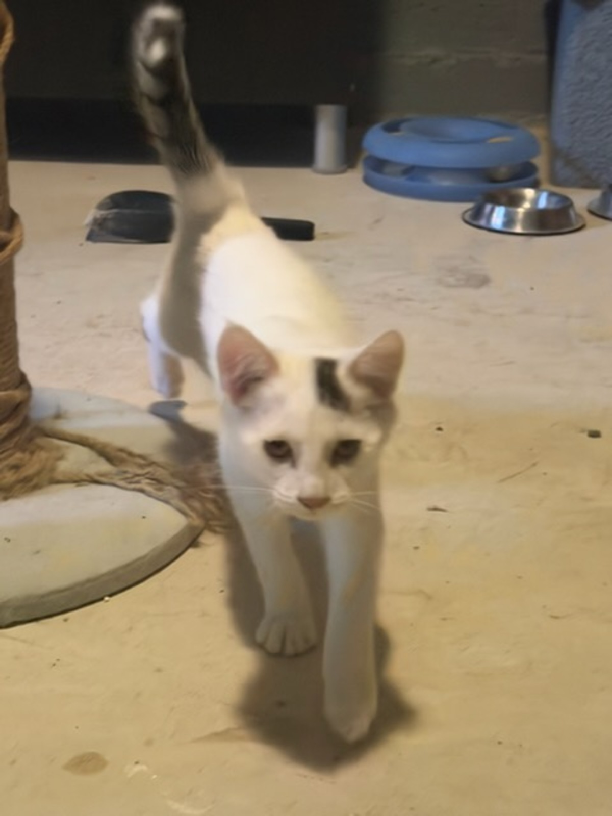 Adoption Bella