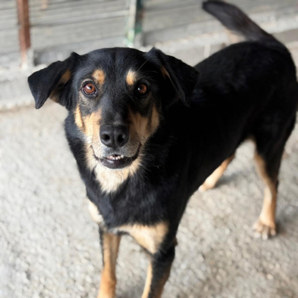 Adoption Inaya