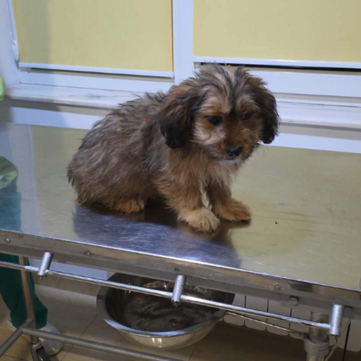 Adoption Scooby