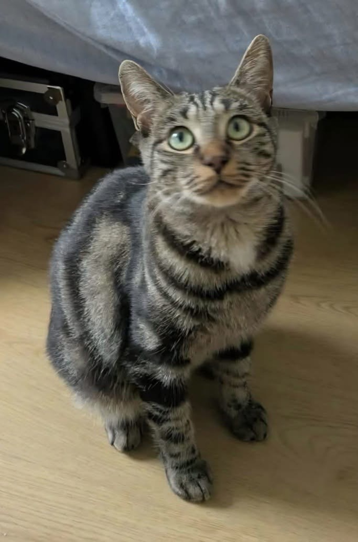 Adoption Sharmine 