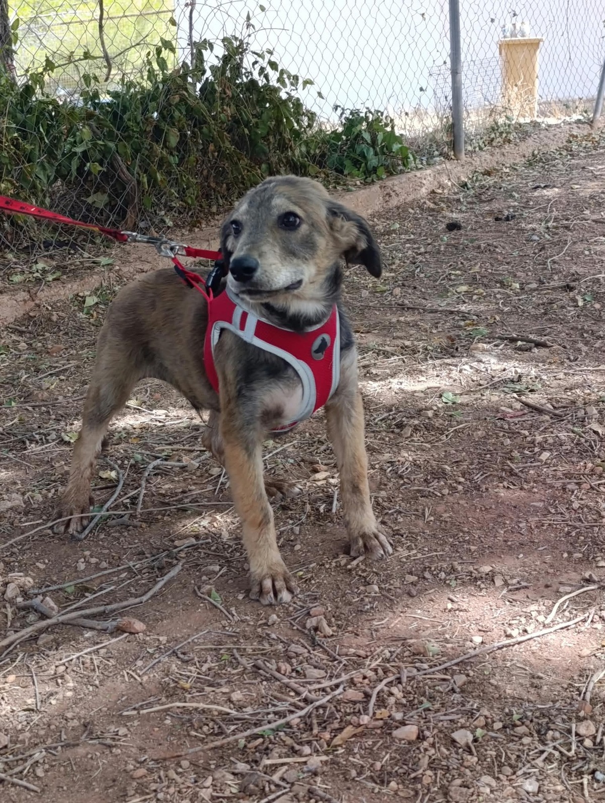 Adoption Aramis