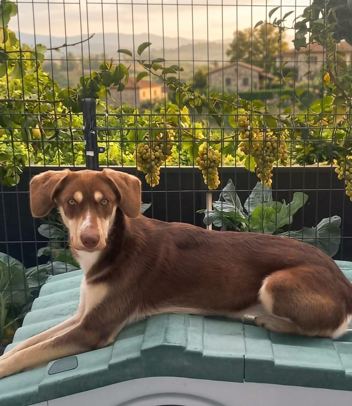 Adoption Luna