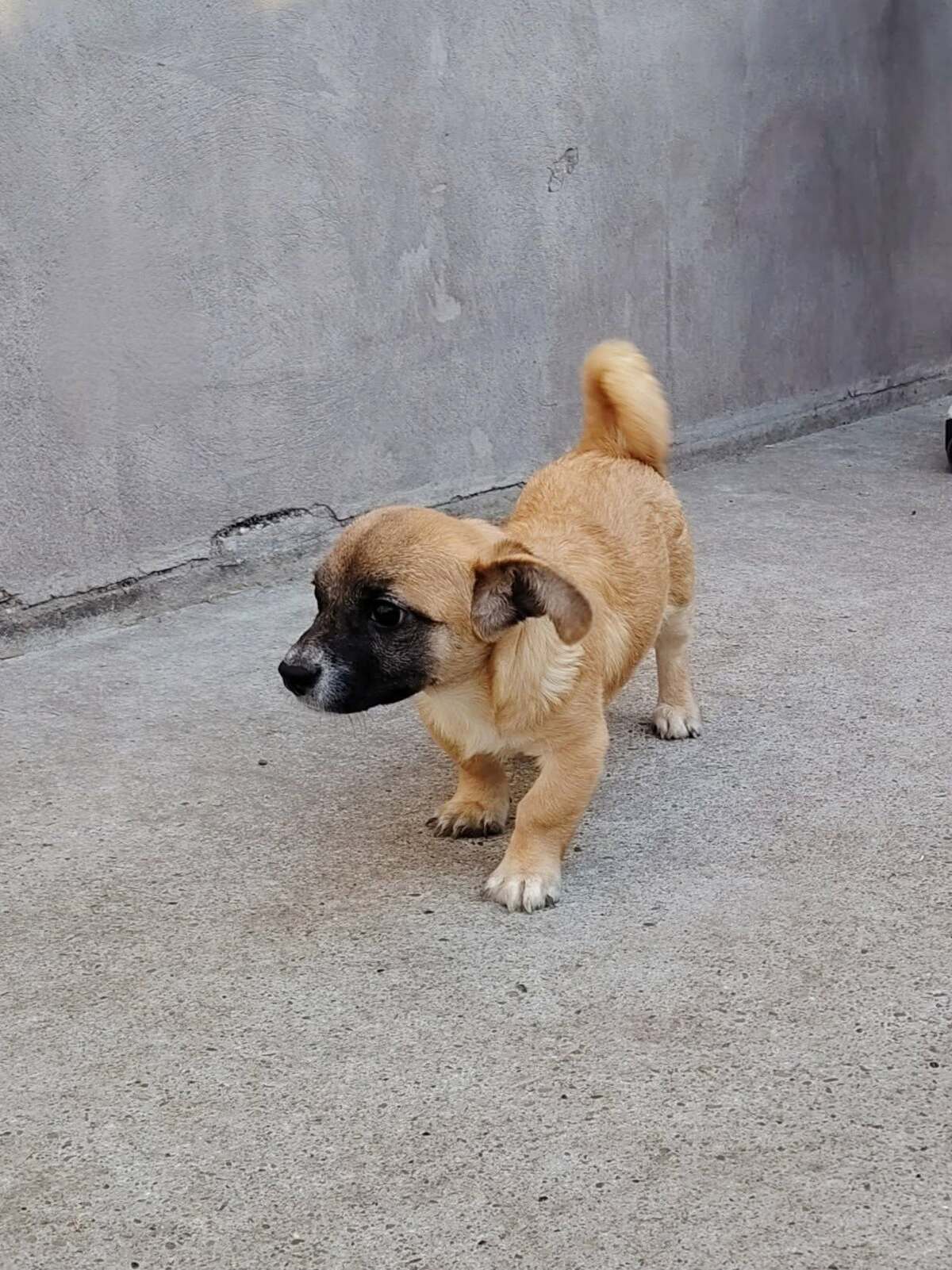 Adoption Soan