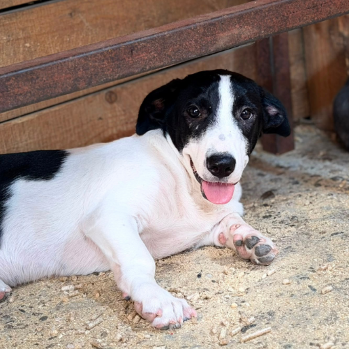 Adoption MAO