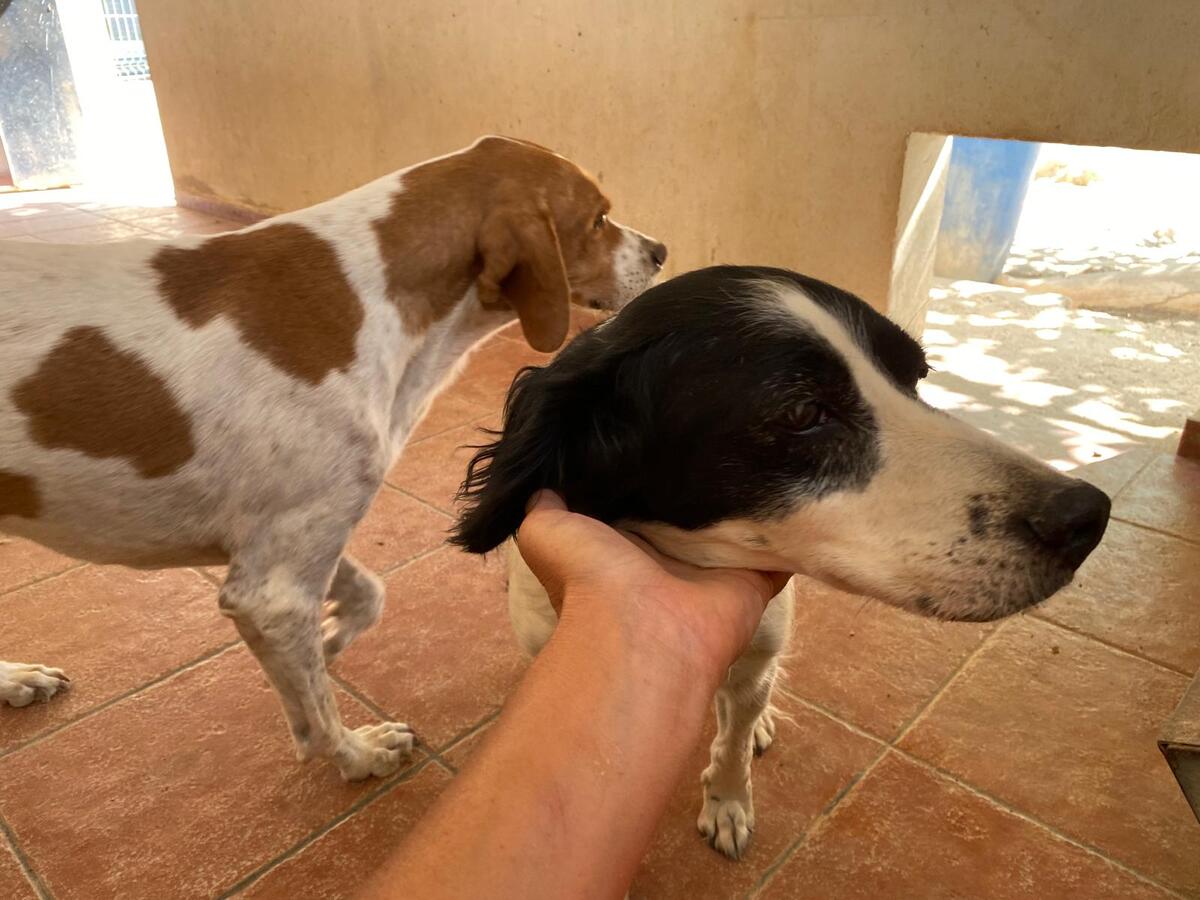Adoption Luna