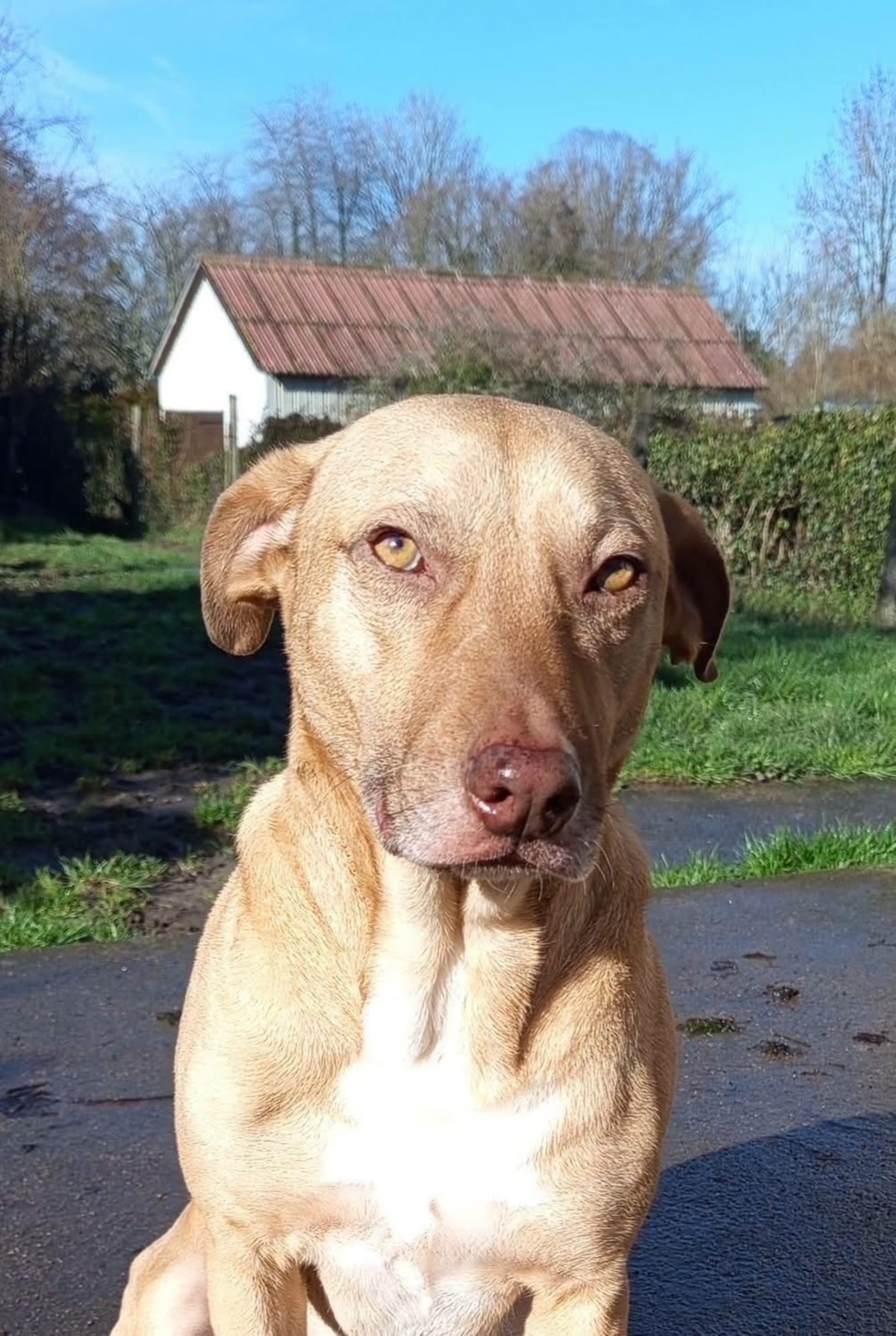 Adoption Fifi