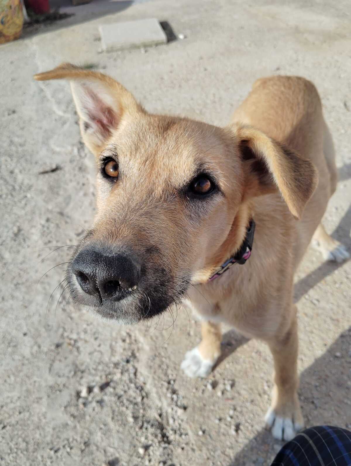 Adoption Cala