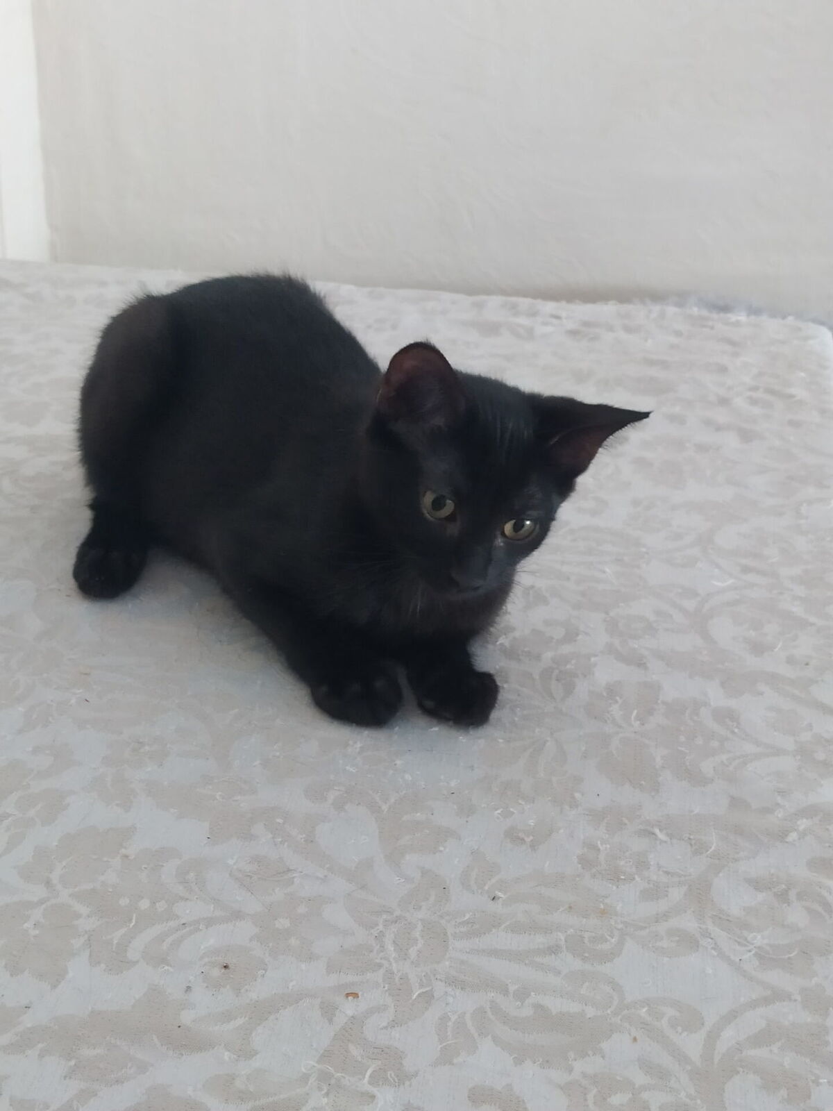 Adoption Oslo