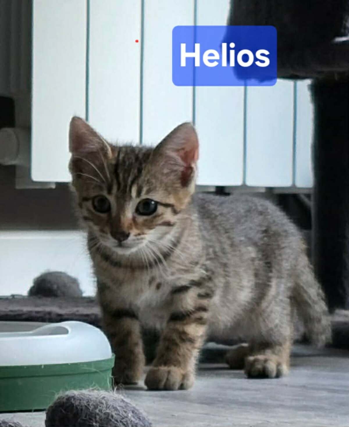Adoption Helios