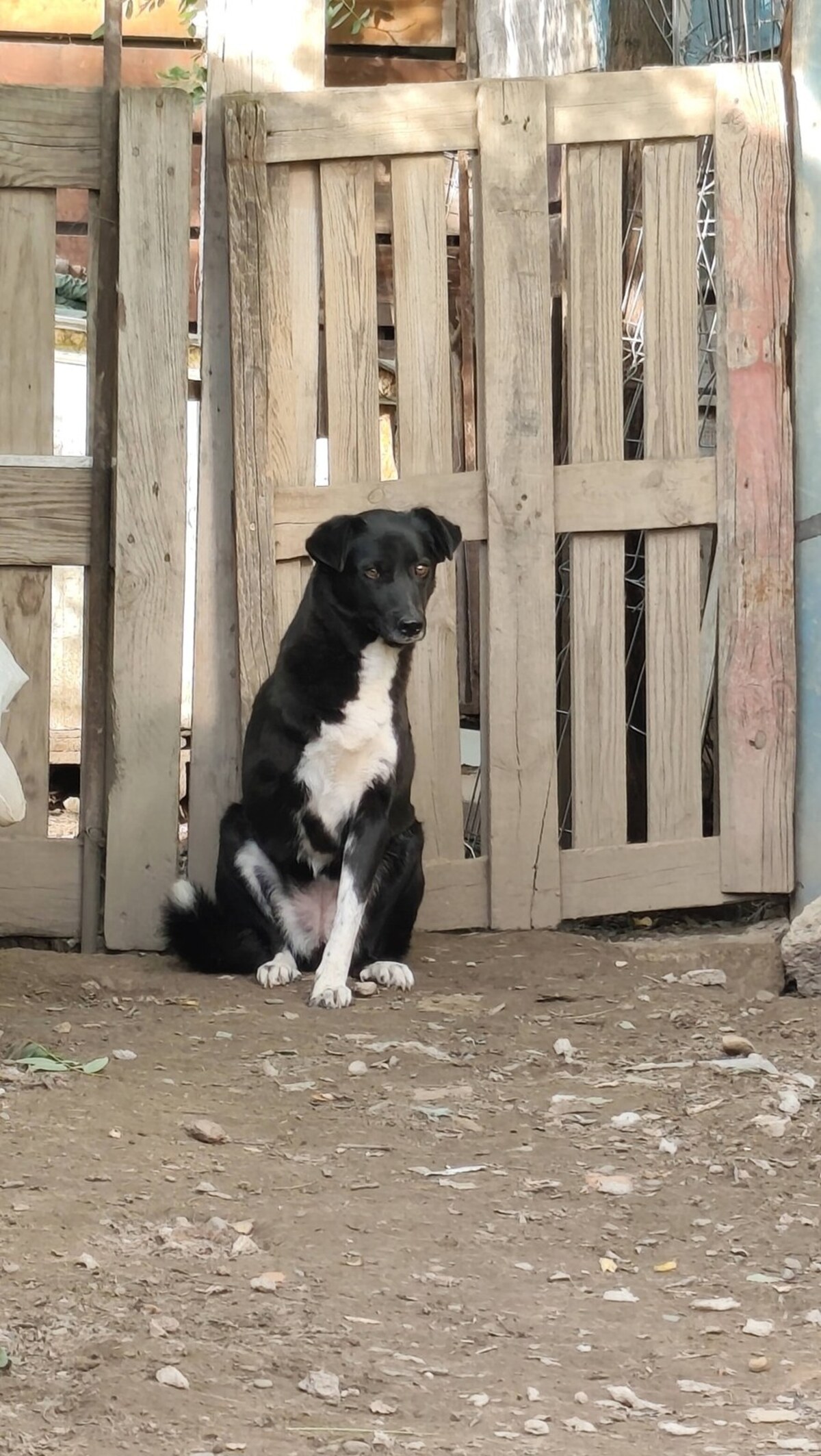 Adoption Deea