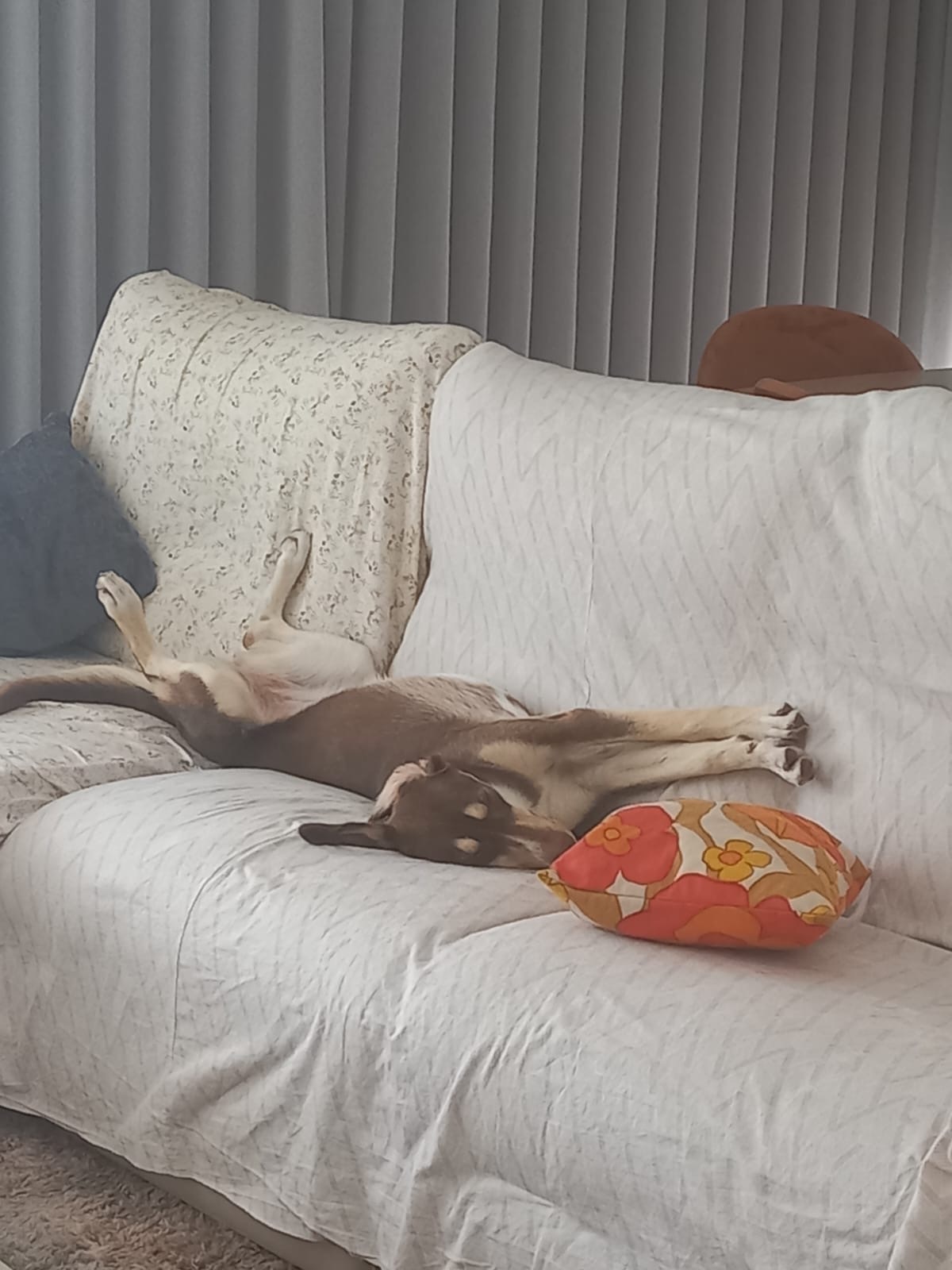 Adoption Luna