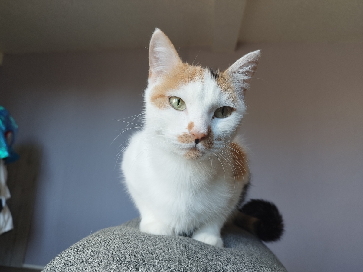 Adoption Nynæve