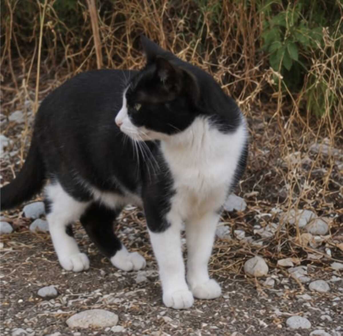 Adoption Chipie
