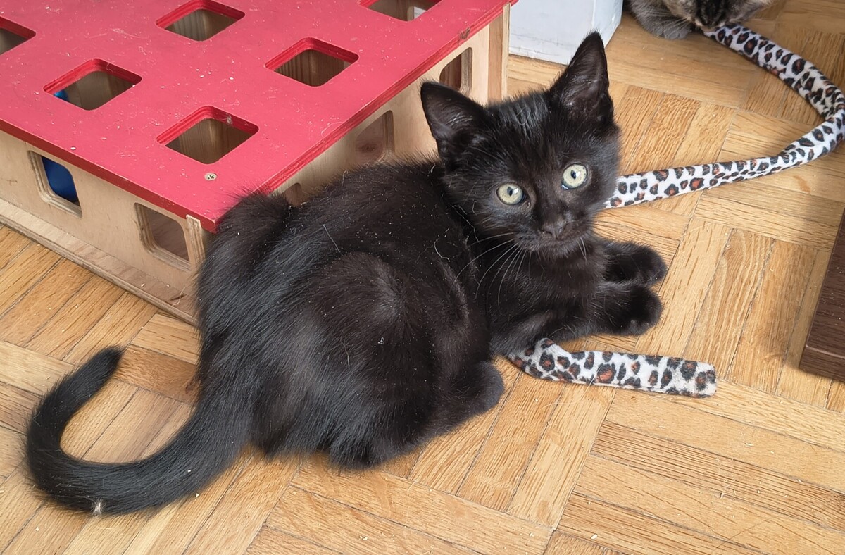 Adoption Elie