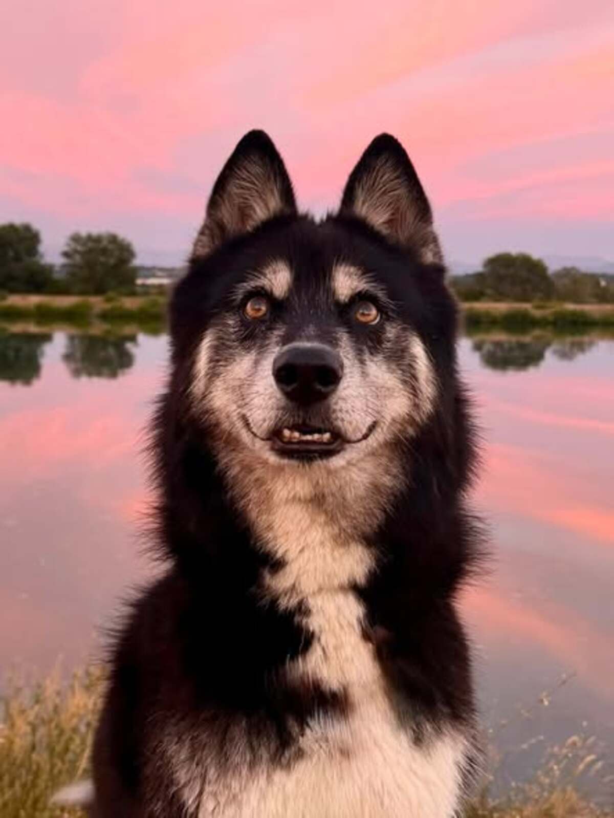 Adoption Newton
