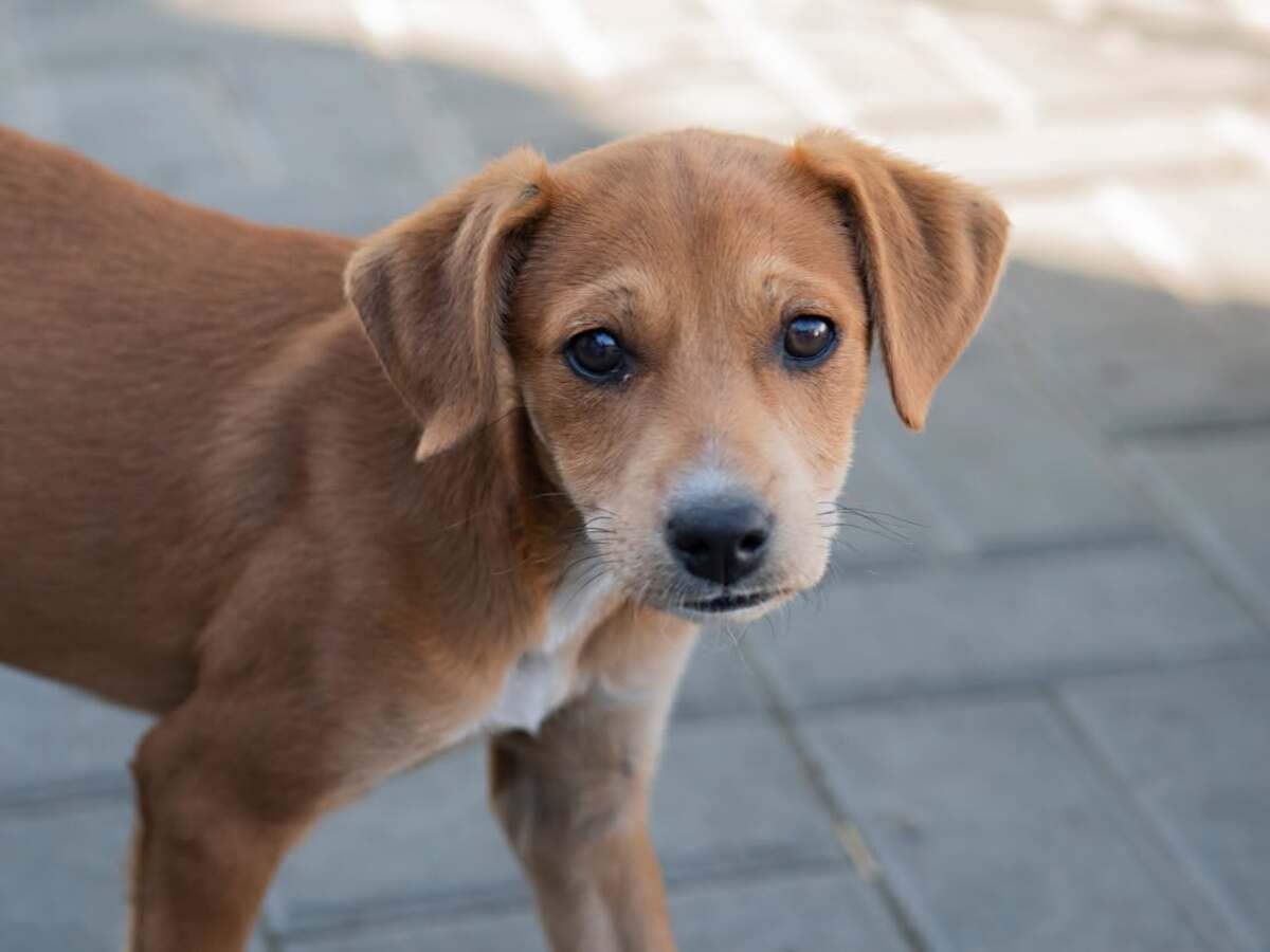 Adoption Jilina