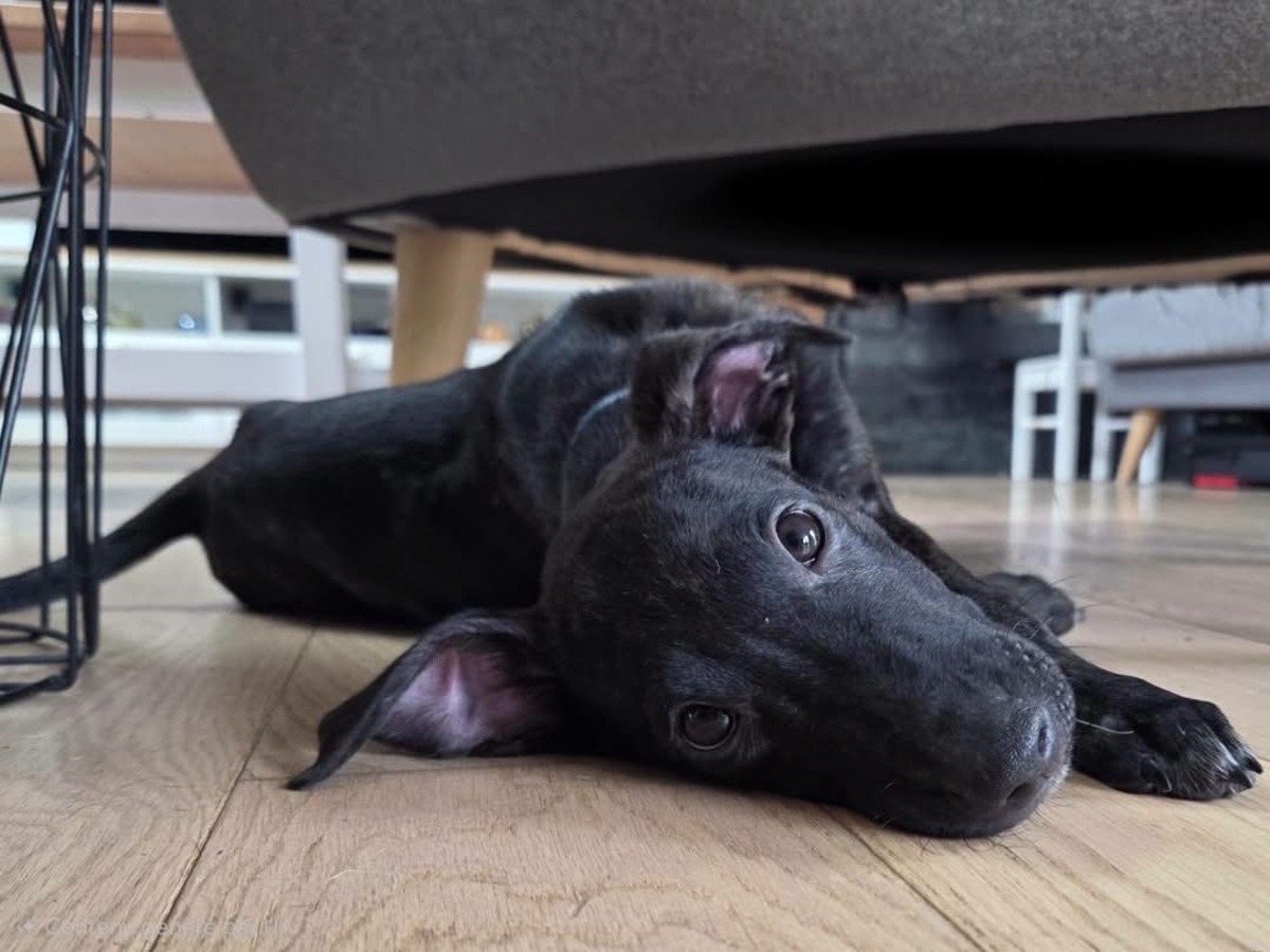 Adoption Kumo