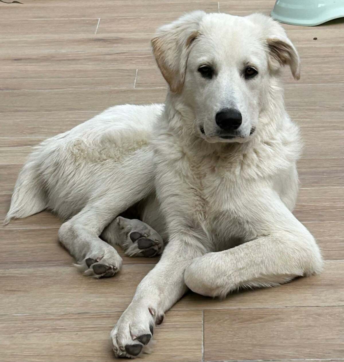 Adoption Andrea