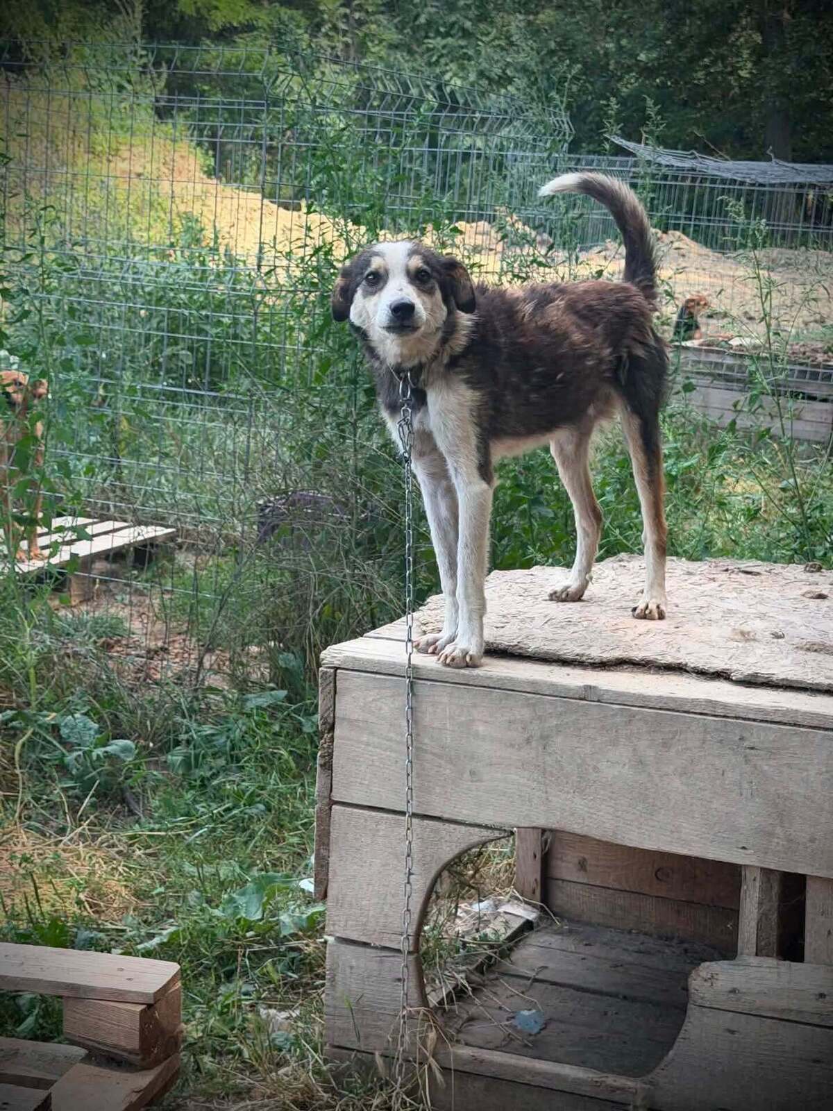 Adoption MANGUO